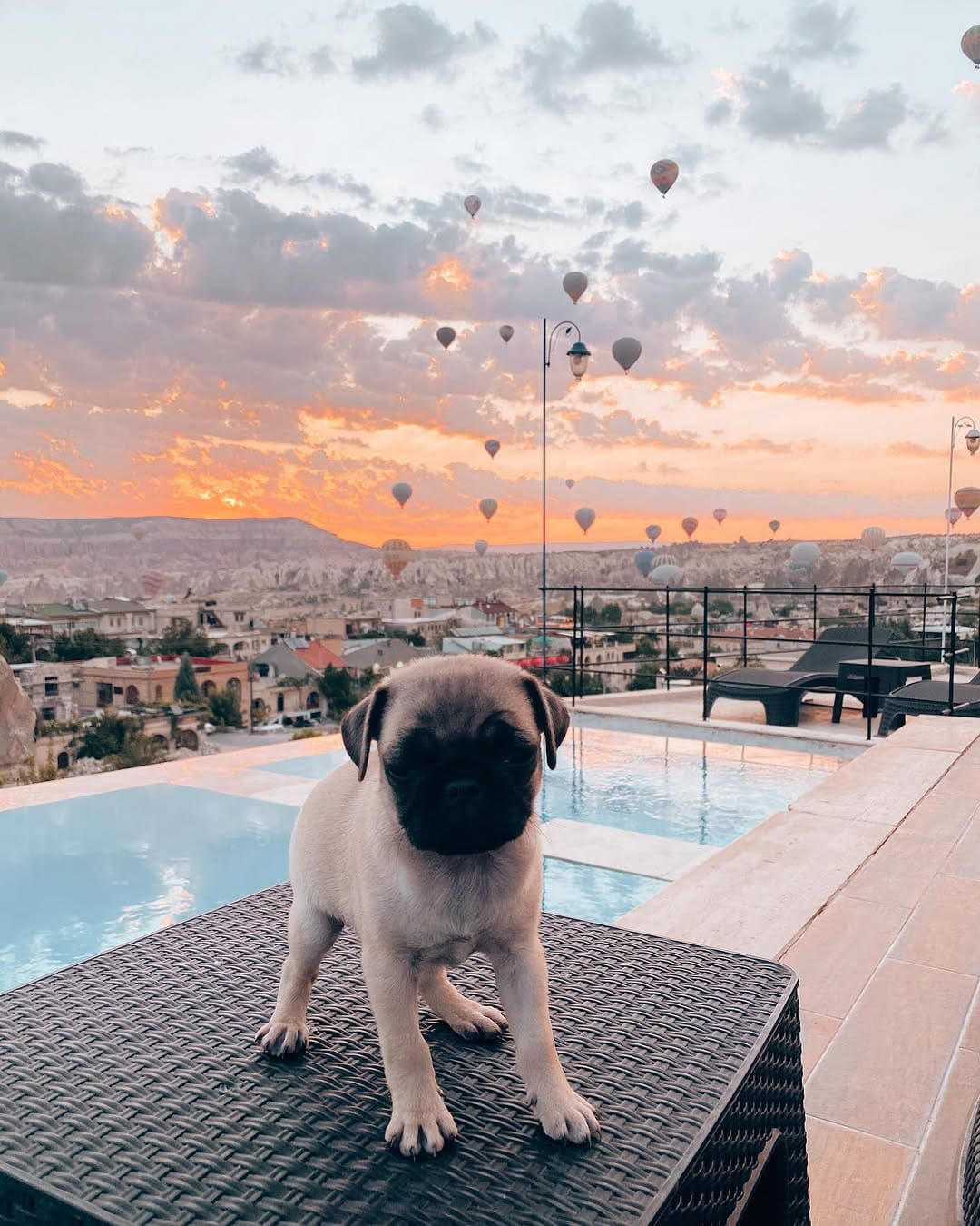 Doors of Cappadocia'da günbatımında havuz kenarındaki bir şezlongda pug yavrusu, arkada Göreme silüeti üzerinde sıcak hava balonları